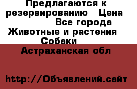 Предлагаются к резервированию › Цена ­ 16 000 - Все города Животные и растения » Собаки   . Астраханская обл.